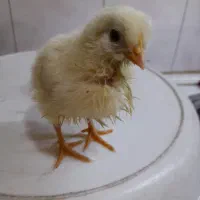 جوجه سالم سرحال