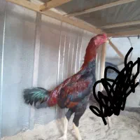 خروس لاری