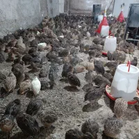 بلدرچین گوشتی و تخمگذار