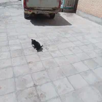 واگذاری توله ژرمن بلک و مالینیوز بلک