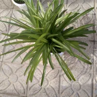 گل گندمی یا عنکبوتی