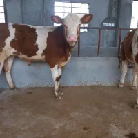۲۰ راس سیمینتال نر اصیل آماده برکت