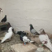 کفتر سار همه نر
