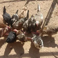 مرغ محلی و گلین