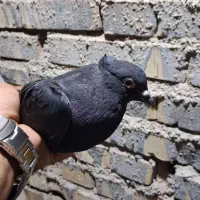 دمسفید ماده
