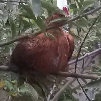 مرغ