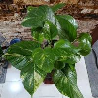 گل‌های خوشگل آپارتمانی در ساری