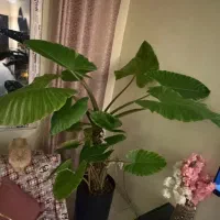 گل بابا ادم