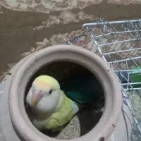 کوتوله