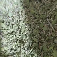 آویشن کوهی اعلا درجه یک قیمت توافقی ارسال عمده