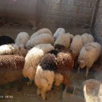 بره نر