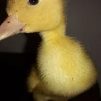 جوجه اردک و جوجه رسمی به صورت تک  جوجه مرغ وارداتی
