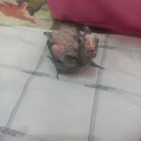 جوجه عروس هلندی سرلاکی