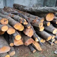 خرید و فروش چوب درختی