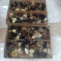 فروش جوجه محلی
