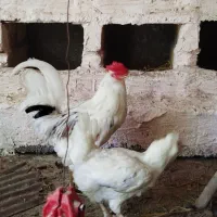 جفت گلین لری اصیل