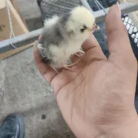 بلدرچین جوجه برهمو