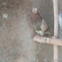 کبوتر ماده
