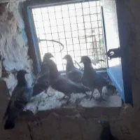 ۶عدد کبوتور پلاکی نر ماده