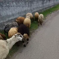 بره۱فروشی