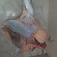 گوشت شترمرغ