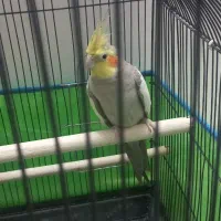 عروس هلندی نر سالم