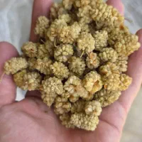 توت سفید محلی (هورامانِ مریوان)