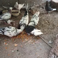 کبوتر