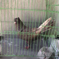 کبوتر سمن نر