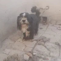 سگ پاکوتا پشمالو