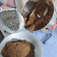 بنه پسته کوهی