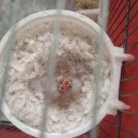 کپه سه تایی سهره قناری