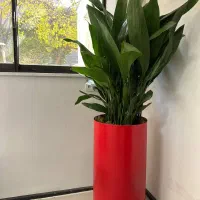 برگ عبایی ابلق و سبز ساق بلند