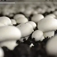 مهندس کشاورزی