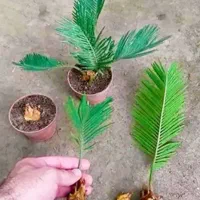 فروش گل سیکاس