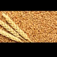 گندم میهن