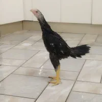 جوجه اوشامو نسل ، بوقلمون محلی کرچ و در حال تخم