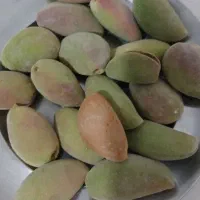 بادام دیم