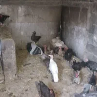 مرغ کورک