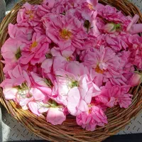 فروش گلاب وگل محمدی تازه