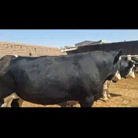 گاو گوساله سیمینتال چاق
