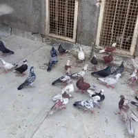 کفتر کاشانی اصیل