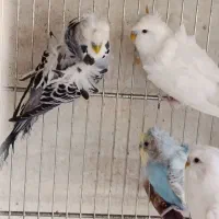۱۲ تا مرغ عشق پروانه ای