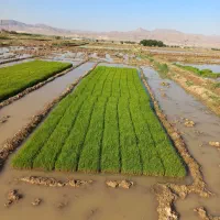 نشا چلتوک برنج طارم درجه یک