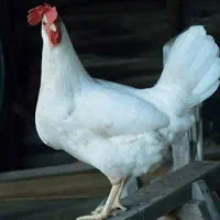 مرغ تخمگذار
