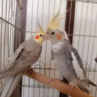 عروس هلندی با قفس