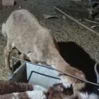 دو عدد میش چینی جمل زا