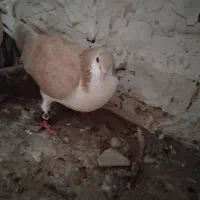 یک جفت ساده زرد