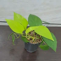 تعدادی گیاه طبیعی