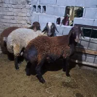 قوچ ساده